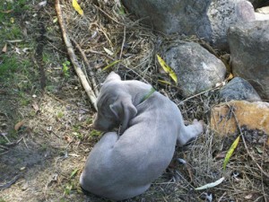 www.timberdoodleweims.net - Gallery- Puppy - 066